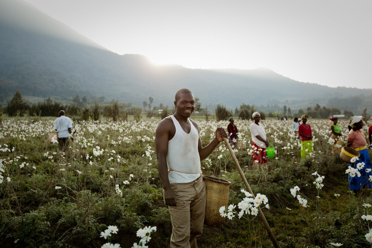 Rwanda Pyrethrum Farmer 5
