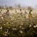 Rwanda Pyrethrum Flower Harvest 2