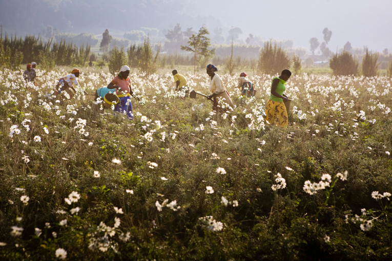 Rwanda Pyrethrum Flower Harvest 2