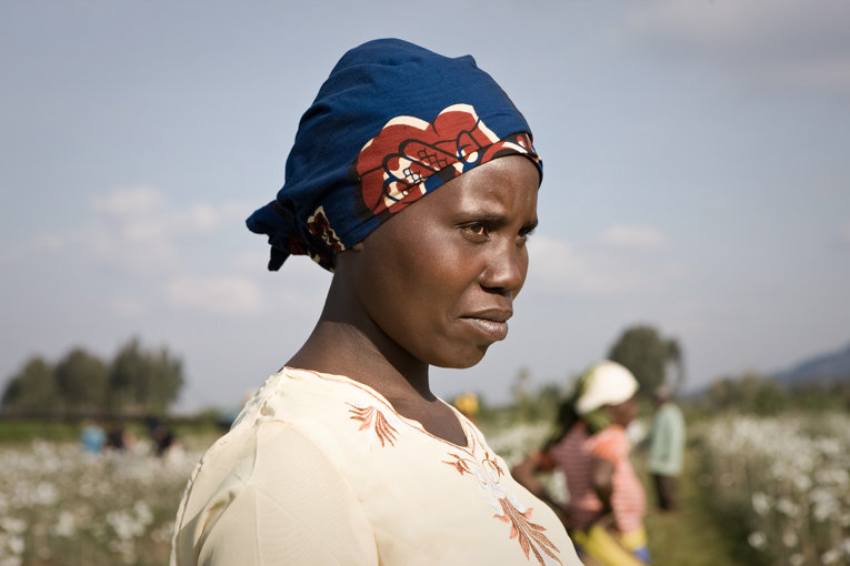 Rwanda Pyrethrum Farmer 2