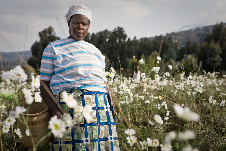 RWANDAN PYRETHRUM FARMER #2